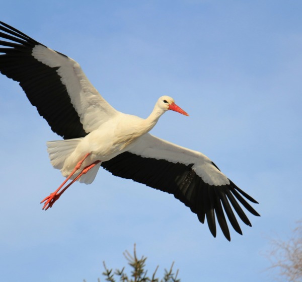 Pavasarį jau parnešė gandrai