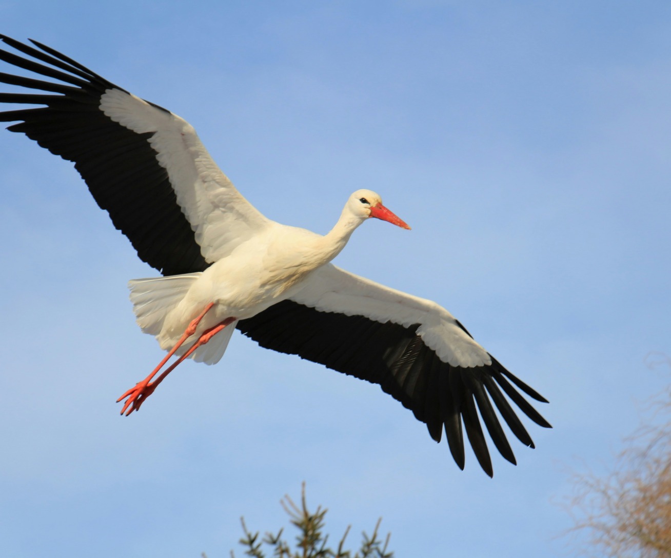 Pavasarį jau parnešė gandrai