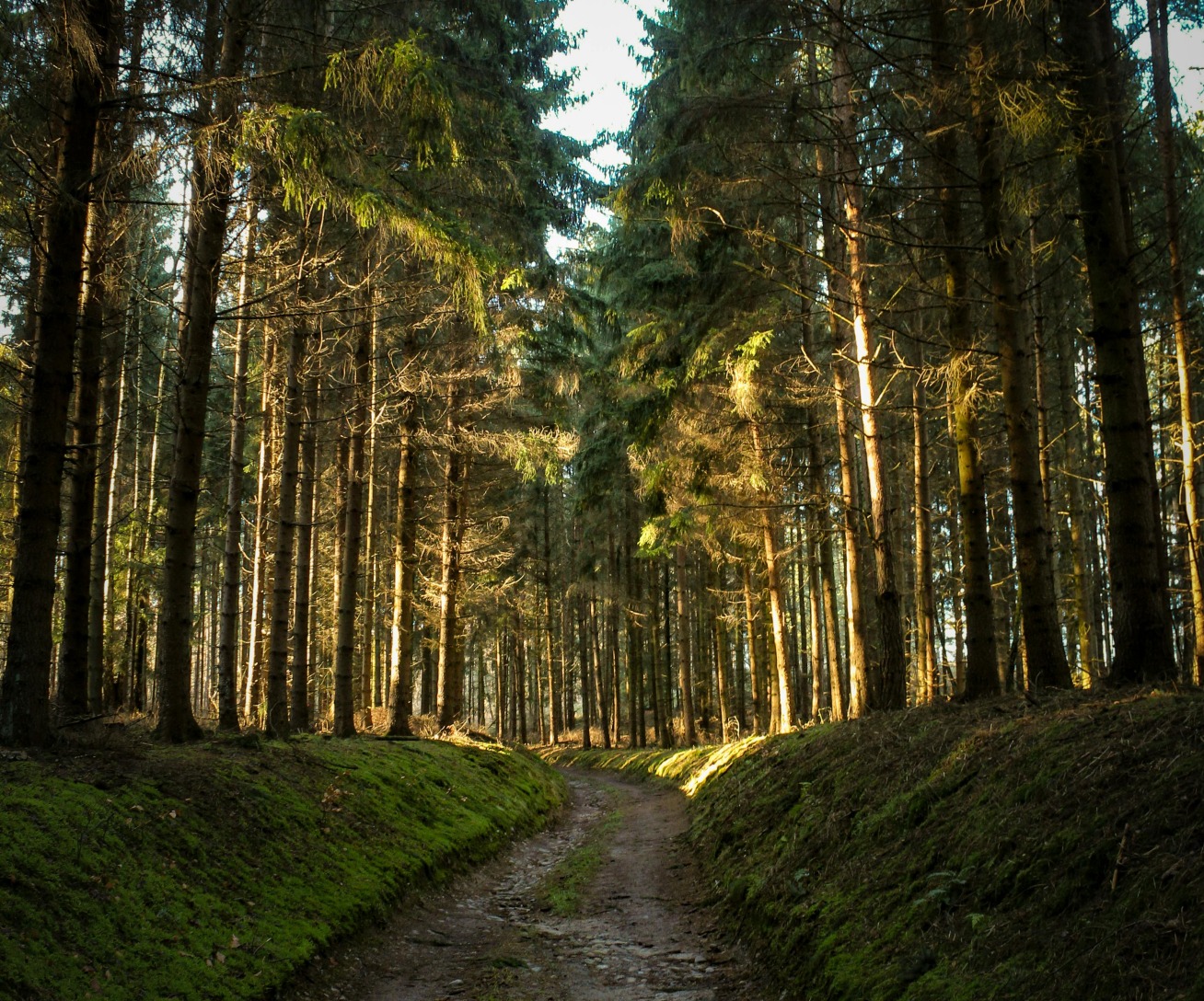 Pasimeldę į Šv. Mykolą, pasidžiaugs ir Daga