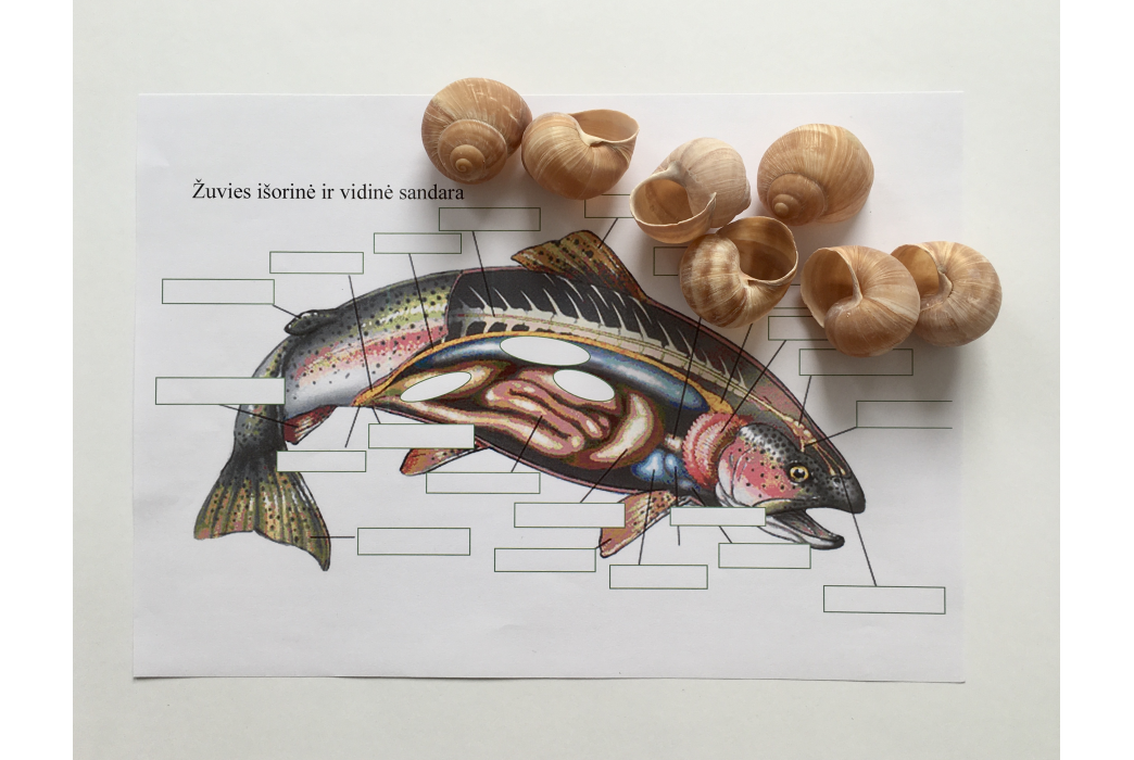 Edukacinė programa „Pažink ežerų žuvis“